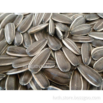 Sunflower Seeds 3638/ Sunflower Inshells 3638